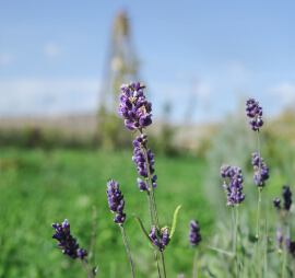 Día Mundial del Medio Ambiente: Conoce nuestros avances y compromisos con el planeta